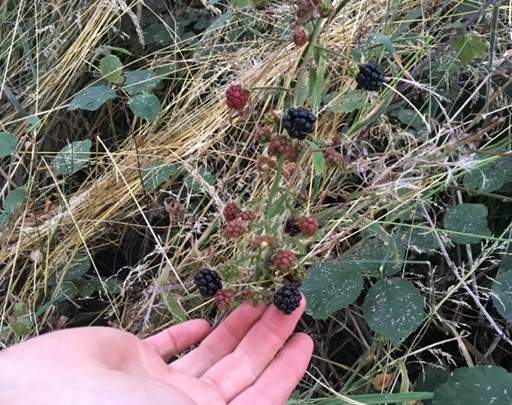 Blackberry harvest